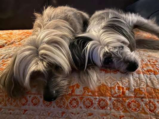 Chinese Crested (Chinesischer Schopfhund)-Beitrag-Bild