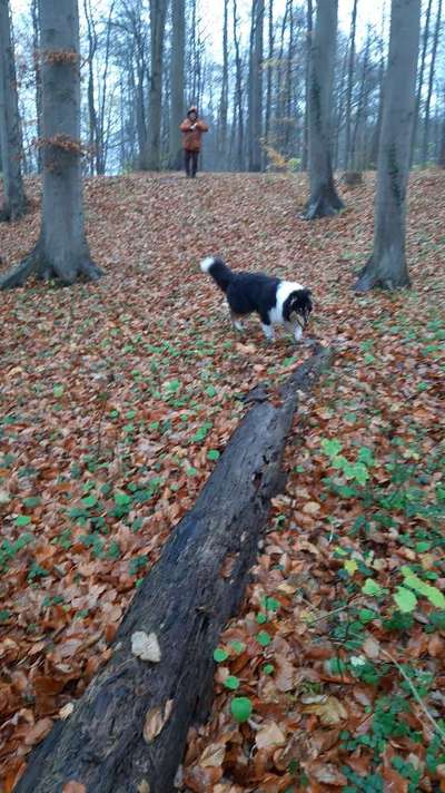 Hundetreffen-Wald und Strand-Bild