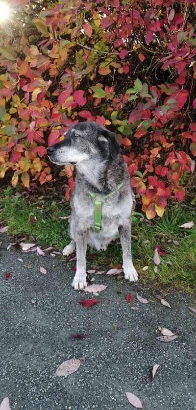 Fotochallenge Nr. 56 - geliebte Senioren-Beitrag-Bild