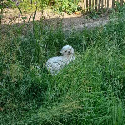 Hundetreffen-Austoben im sicheren Garten für mini bis mittelgrosse Hunde-Bild