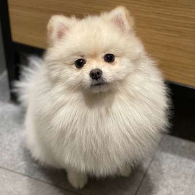 Hundetreffen-Junghunde Treffen (kleinere Hunde)-Bild