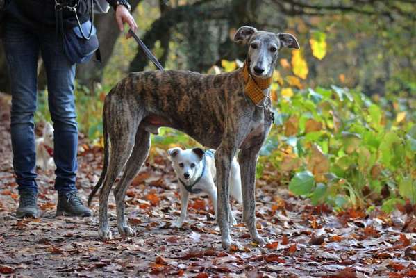 Die Dogorama Kalender Challenge Teil 1/4-Beitrag-Bild