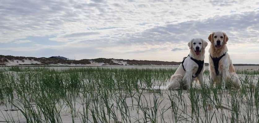 Wo sind die Golden Retriever Liebhaber?-Beitrag-Bild