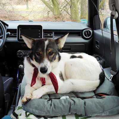 FOTOCHALLENGE 70 - Dein Hund im Auto-Beitrag-Bild