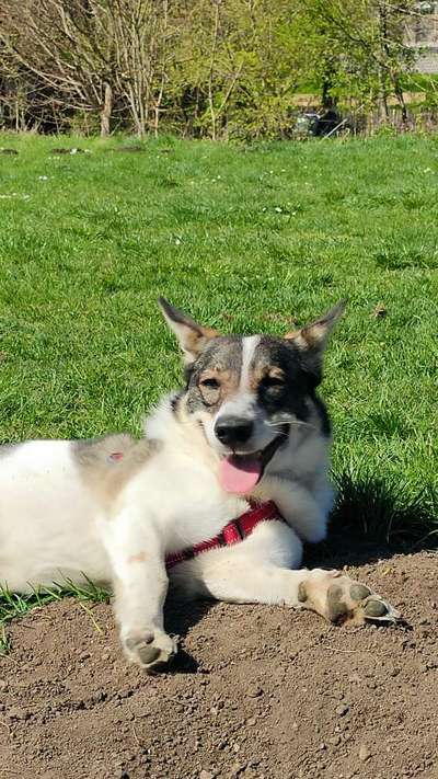 Auslandstierschutz-Beitrag-Bild