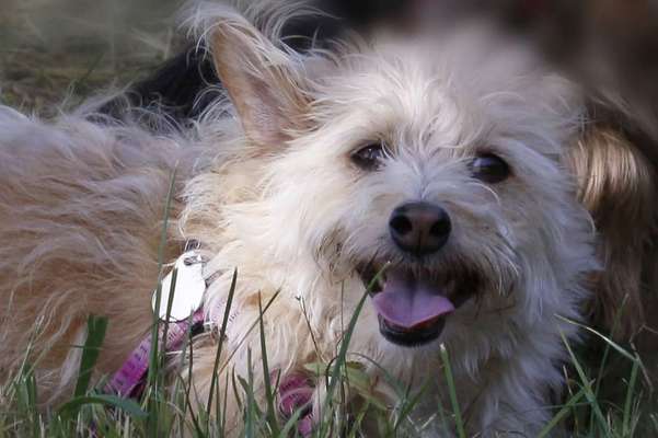 Hund aus dem Spanischen Tierschutz-Beitrag-Bild