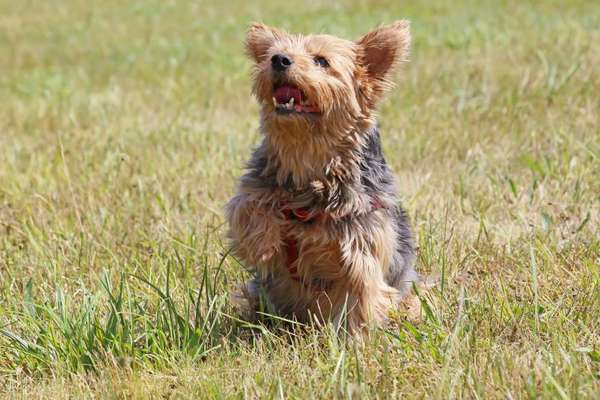 Yorkshire Terrier-Beitrag-Bild