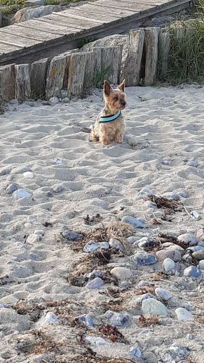 Hund aus dem Spanischen Tierschutz-Beitrag-Bild