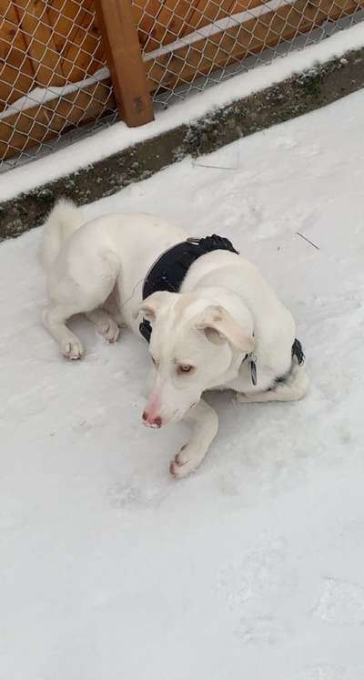 Fotochallenge 61 ~ Schnee-Beitrag-Bild