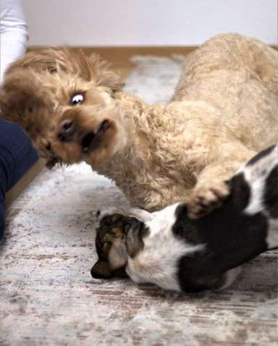 Lustige Bilder-Beitrag-Bild