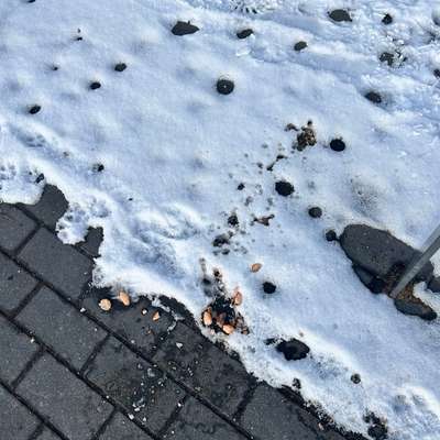 Giftköder-Achtung Rohes Hähnchenfleisch mit Gift-Bild