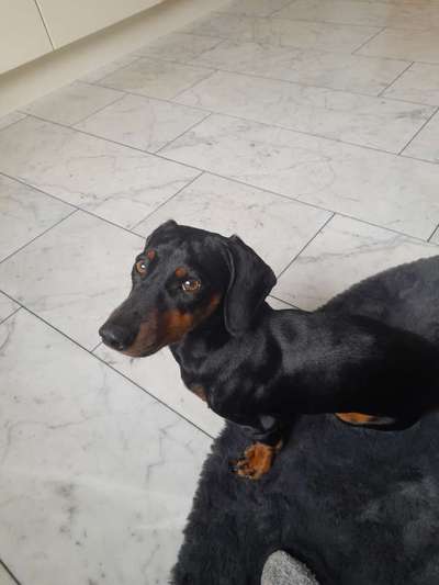 wo sind die Dackelfreunde-Beitrag-Bild