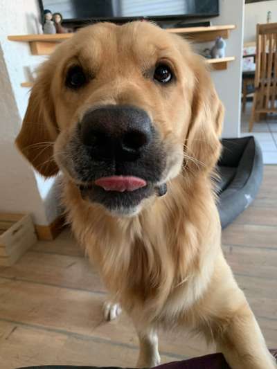 Fotochallenge Nr. 59 - Mein Hund zeigt die Zunge-Beitrag-Bild