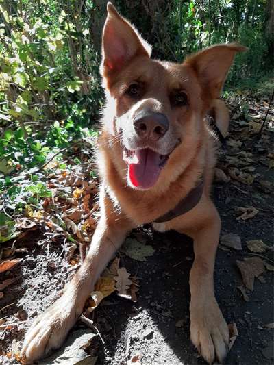 Schäferhund-Beitrag-Bild