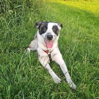 Hundetreffen-Hundespielen am Abend im Auslauf Volkspark-Bild