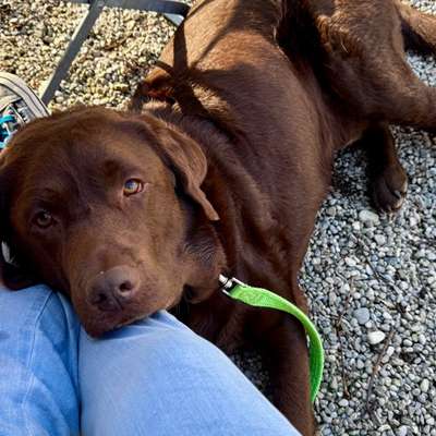 aktuelles Foto Gruppe Labrador