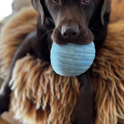 aktuelles Foto Gruppe Labrador