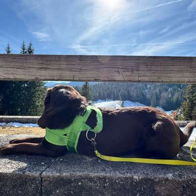 aktuelles Foto Gruppe Labrador