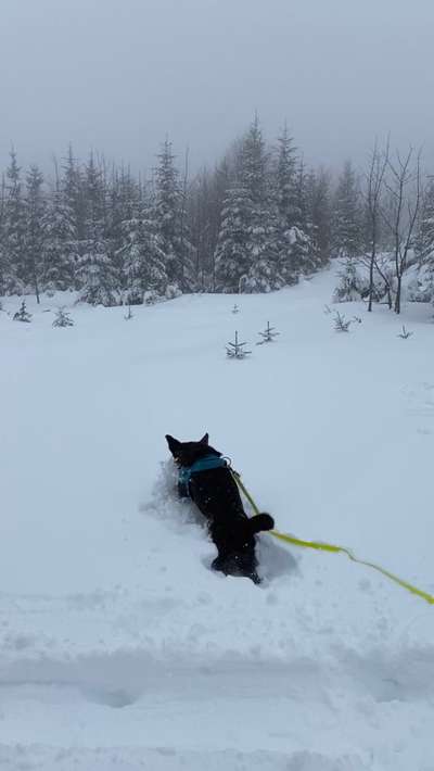 Fotochallenge 66 ~ Rennaction -Zeig deinen Hund im Lauf-Beitrag-Bild