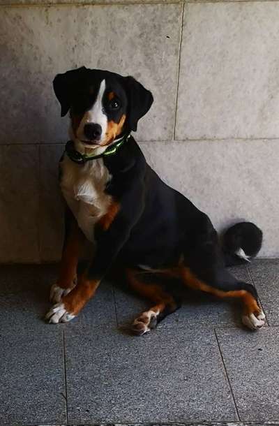 Appenzeller Sennenhunde-Beitrag-Bild