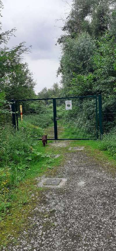 Hundeauslaufgebiet-Almagelände-Bild