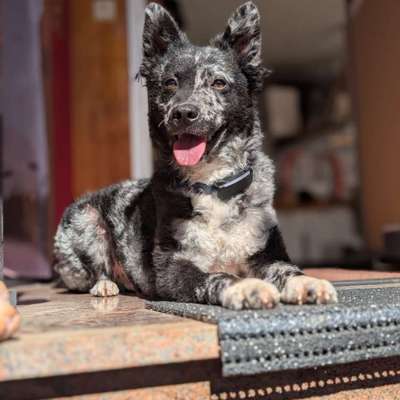 Hundetreffen-Suche höflichen, verspielten Trainingspartner für unseren Schisser-Bild
