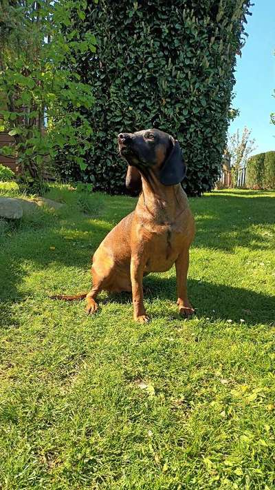 Reinrassige Hunde?-Beitrag-Bild