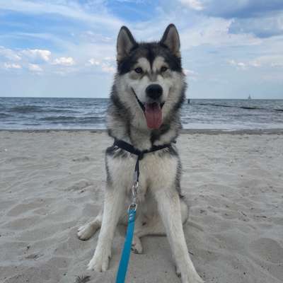 Hundetreffen-ALLES FÜR DEN DACKEL☝🏼Gassi oder gemeinsames Training-Bild
