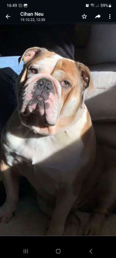 Reinrassige Hunde?-Beitrag-Bild