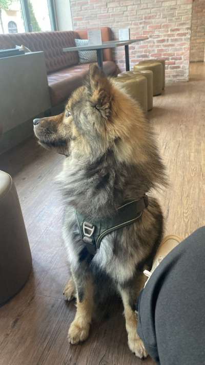 Eurasier hier?-Beitrag-Bild