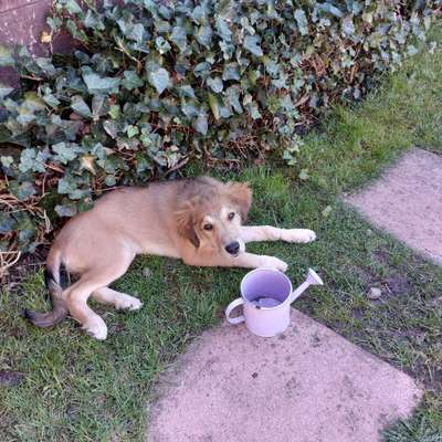 Hunde aus Griechenland-Beitrag-Bild