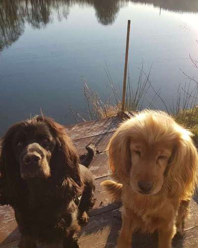 Seltene Rassen!-Beitrag-Bild