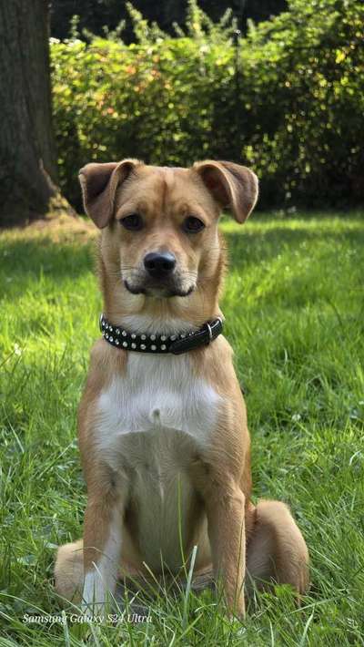 Hundetreffen-Training / spielen-Bild