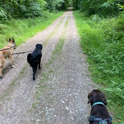 Hundetreffen-Community für Social Walks, Trainings etc im Raum Königslutter/ Helmstedt/ Wolfsburg-Bild