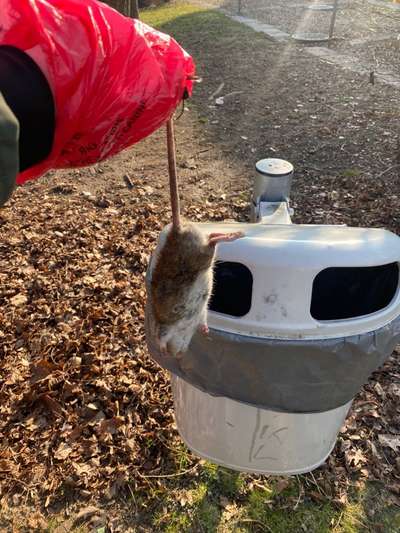 Giftköder-Vergiftete Ratten in Westhagen-Bild