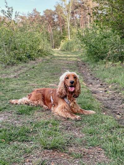 Englisch Cocker Spaniel-Beitrag-Bild