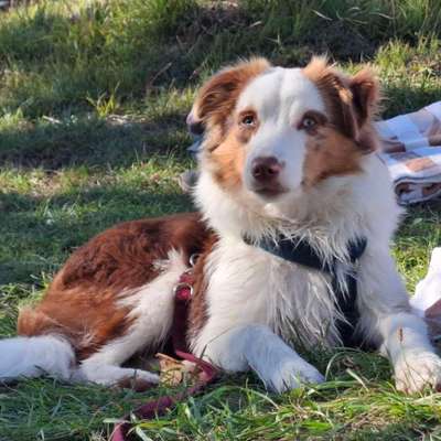 Hundetreffen-Spiel - und Übungspartner gesucht-Bild