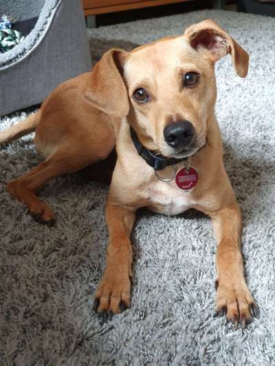 Mischlingshunde Foto Aufruf-Beitrag-Bild