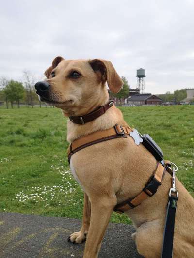 Auslandstierschutz-Beitrag-Bild