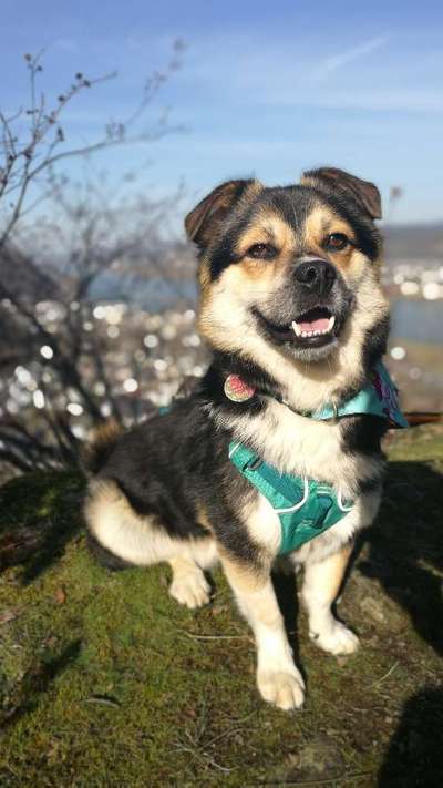 Hundetreffen-Wanderfreunde (Wanderungen im Kölner Umland)-Bild