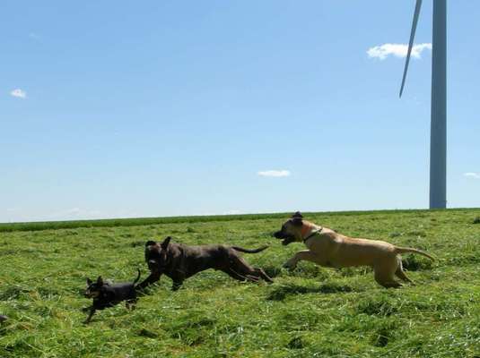 Hundetreffen-Fellnasen on Tour-Bild