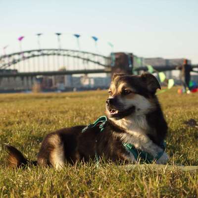 Fotochallenge No. 26                                     Wald und Wiese-Beitrag-Bild