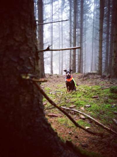 Fotochallenge No. 26                                     Wald und Wiese-Beitrag-Bild