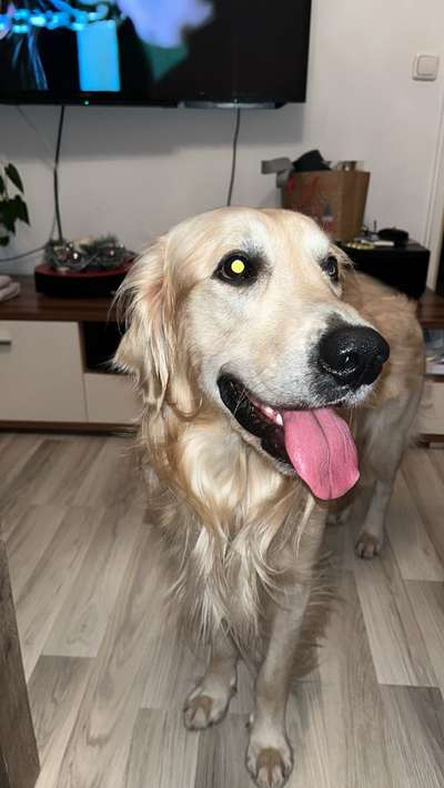 Wo sind die Golden Retriever Liebhaber?-Beitrag-Bild