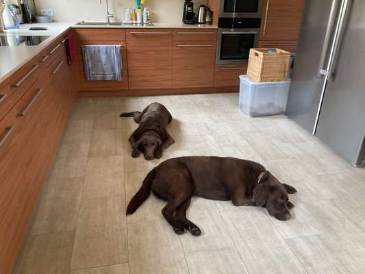 Labradorfans-Beitrag-Bild