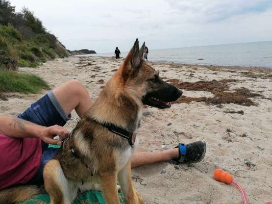 Schäferhund-Beitrag-Bild