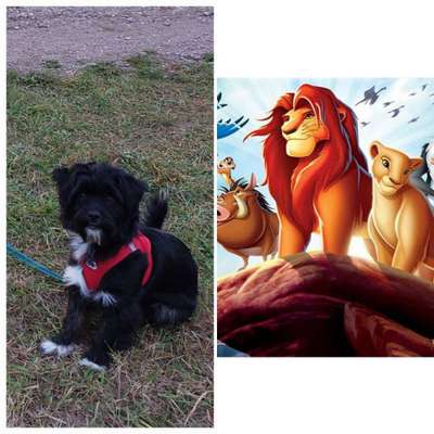 Wie heißt dein Hund?-Beitrag-Bild