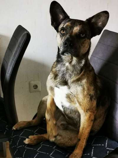 Mischlinge raten - Rätselspaß-Beitrag-Bild