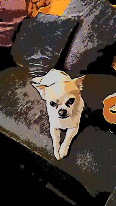 Der Hund als Cartoon-Beitrag-Bild