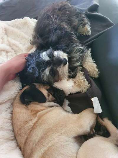 Bester Freund, Hundekumpel - zeigt her!-Beitrag-Bild